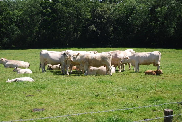 Cattle farmer tending to livestock funded through CM Punjab Livestock Card scheme